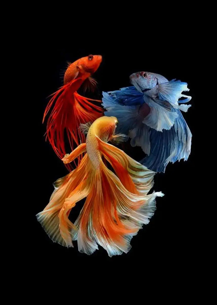 Tropical Fish Canvas Wall Art | Betta Goldfish Rainbow Fish Print