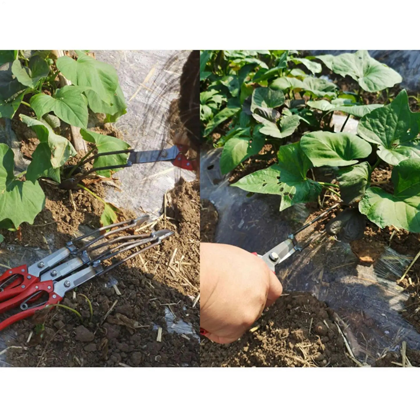 Manual Seedling Planter Tool | Potato, Corn & Lawn Transplanter Seedling Transplanting Tool Peaceful Pleasures Health and Wellness