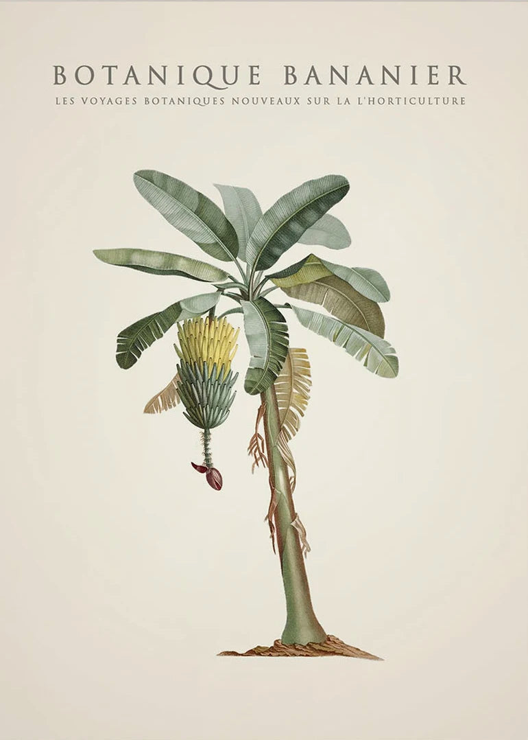 Tropical Palm & Banana Tree Vintage Botanical Canvas Wall Art Botanical Canvas Print Peaceful Pleasures Health and Wellness