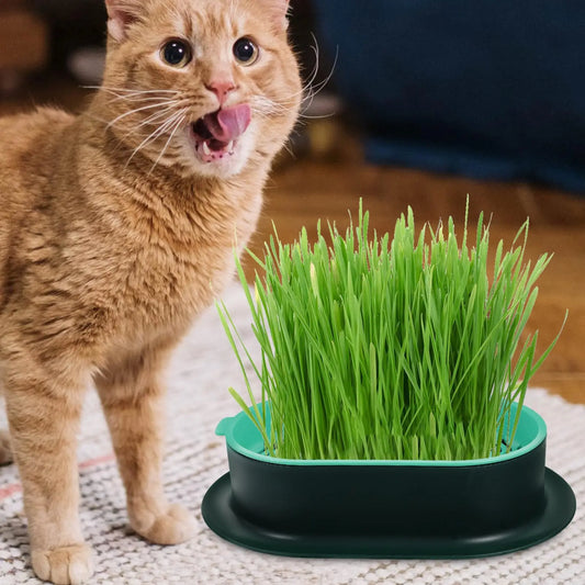 New Pet cat sprout Dish Growing Pot Hydroponic Plant cat Grass Germination Digestion starter Dish Greenhouse Grow Box Peaceful Pleasures Health and Wellness