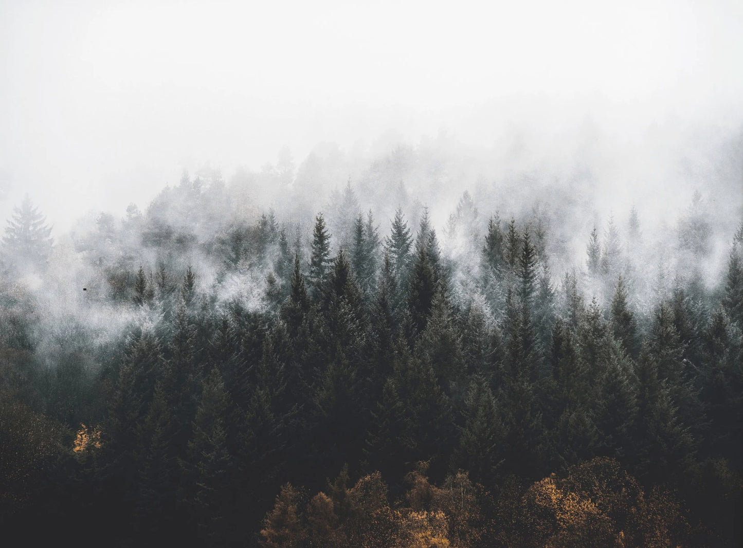 Foggy Green Forest Mountain Canvas Wall Art | Landscape Print