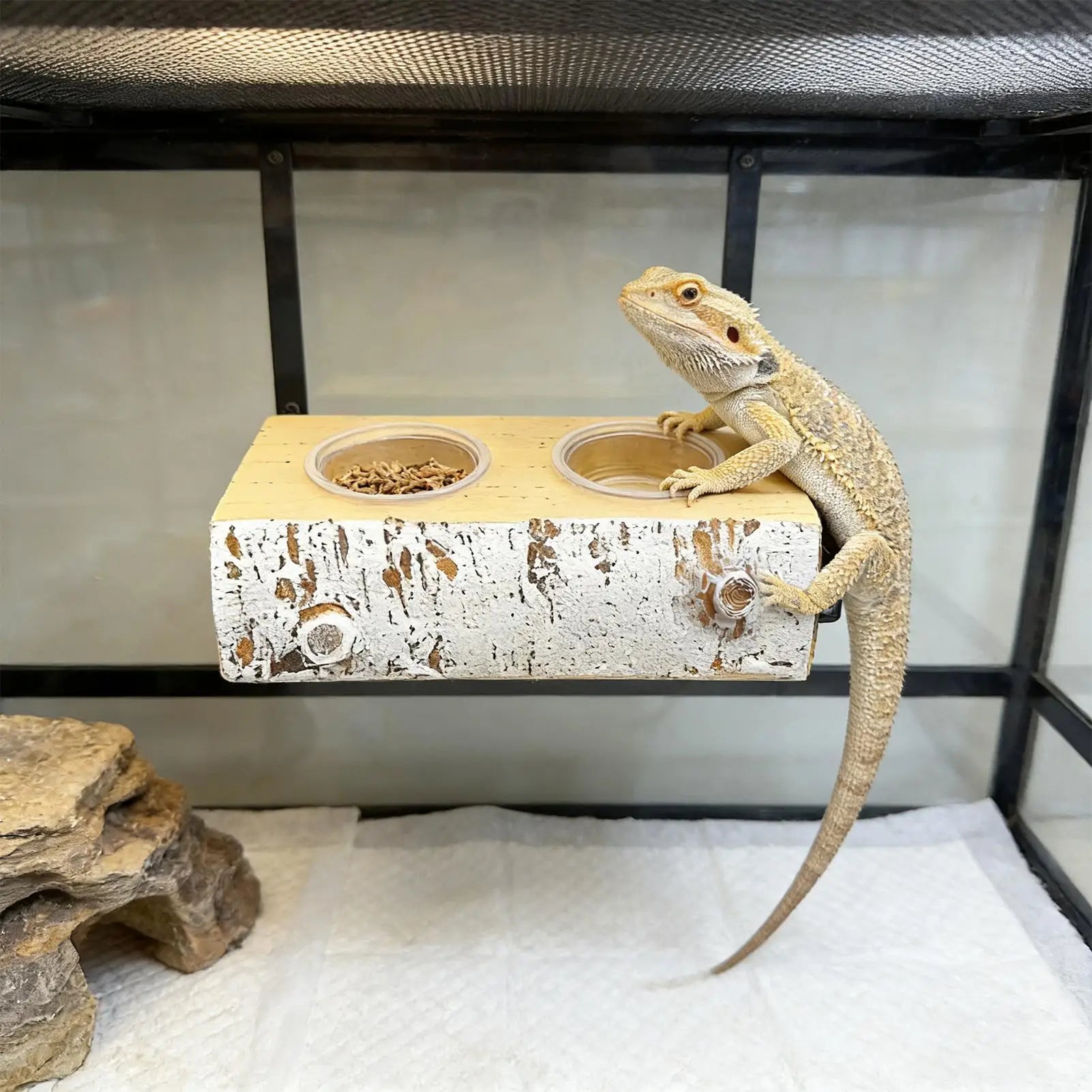 Magnetic Gecko Feeding Ledge with 10 Cups | Reptile Feeder Reptile Feeding Ledge Peaceful Pleasures Health and Wellness