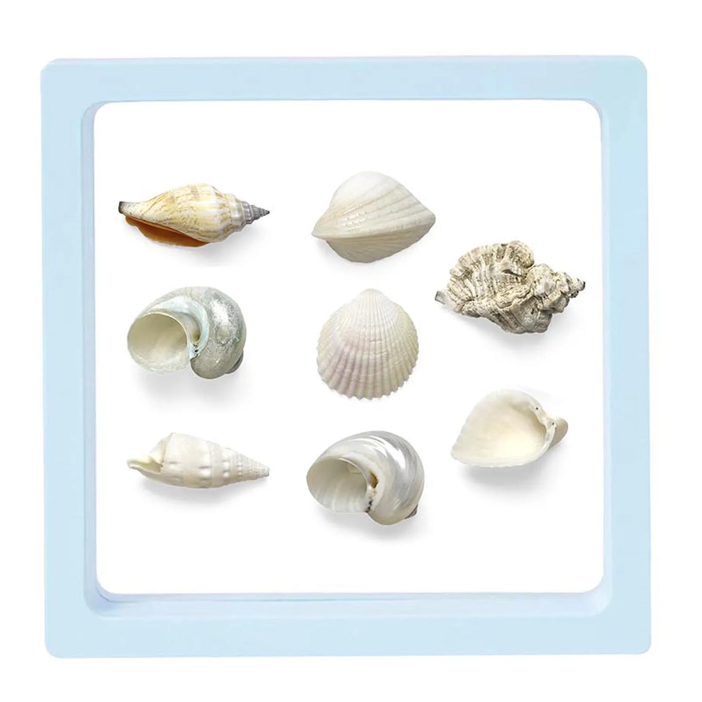 3D Floating Seashell Display Box Small Craft Organizers Display Case for Home Display Cabinet Showcase Peaceful Pleasures Health and Wellness Light Blue