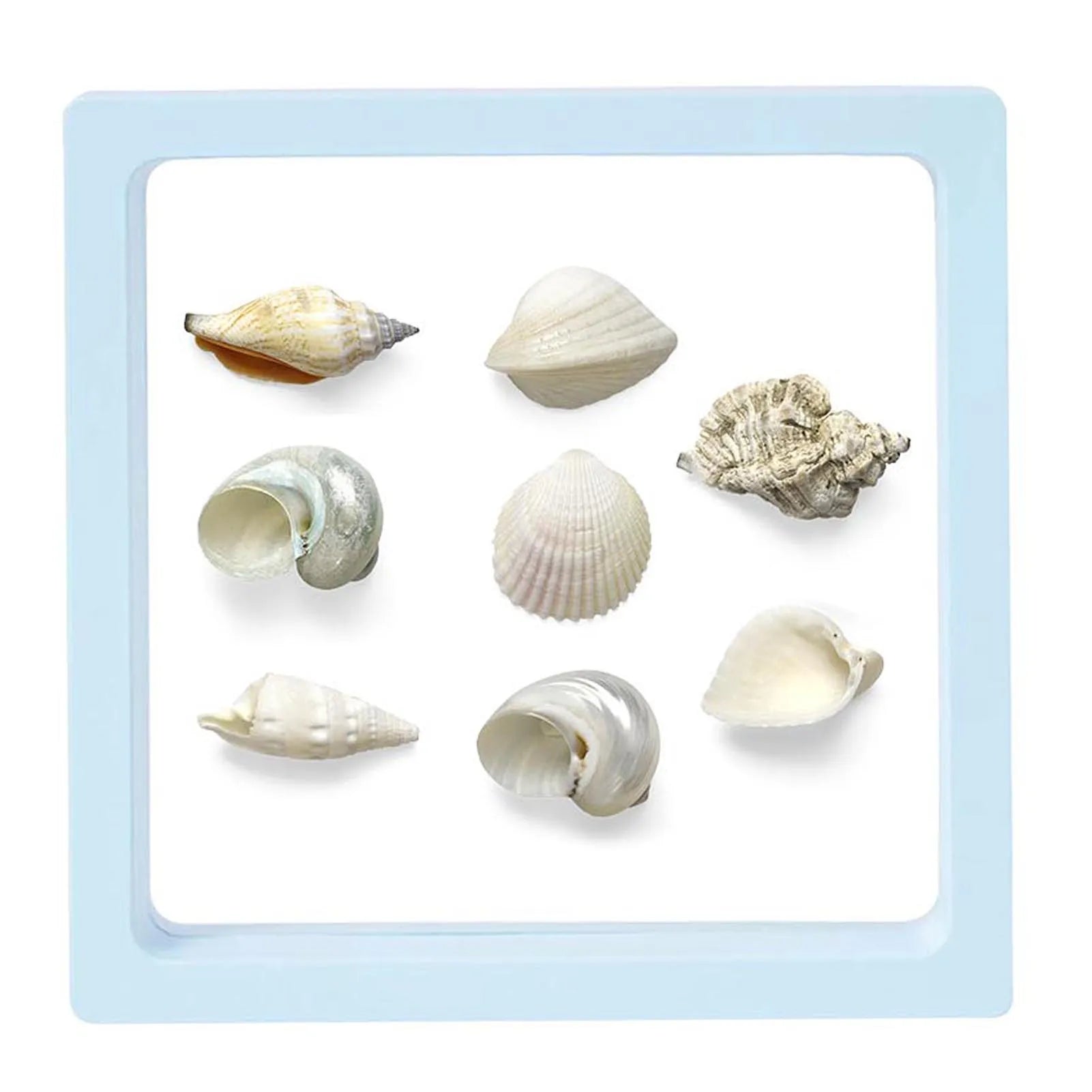 3D Floating Seashell Display Box Small Craft Organizers Display Case for Home Display Cabinet Showcase Peaceful Pleasures Health and Wellness Light Blue