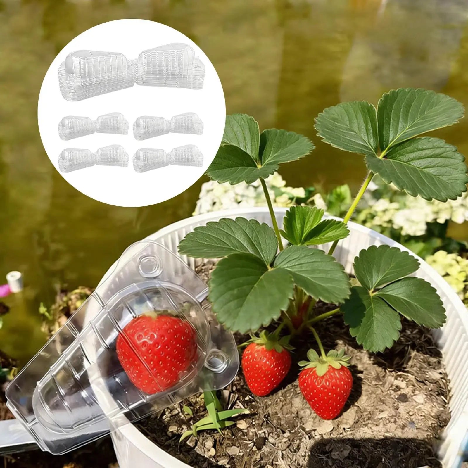 50 Pieces Clear Strawberry Cover Animal Barrier Reusable Blueberry Cover Fruit Protection for Garden Plants Fruit Vegetable Peaceful Pleasures Health and Wellness