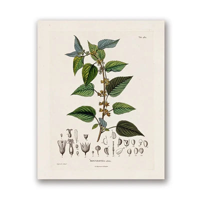 Botanical Studies Vintage Posters and Prints Antique French Plant Illustrations Canvas Painting Botany Wall Art Pictures Deco Peaceful Pleasures Health and Wellness PH5486 20x30cm Unframed