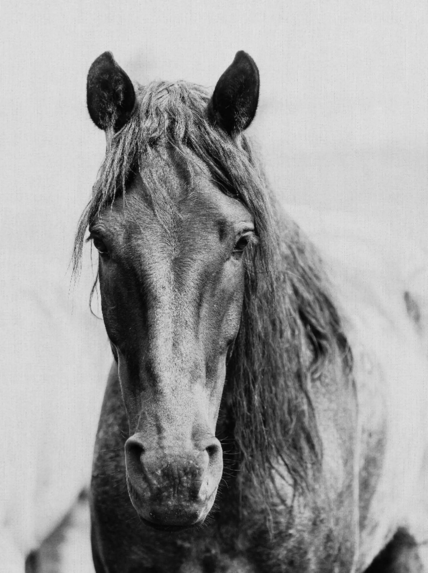 Black and White Horse Portrait Poster Print Canvas Painting Horses Running Animal Wall Picture for Farmhouse Room Home Decor Peaceful Pleasures Health and Wellness
