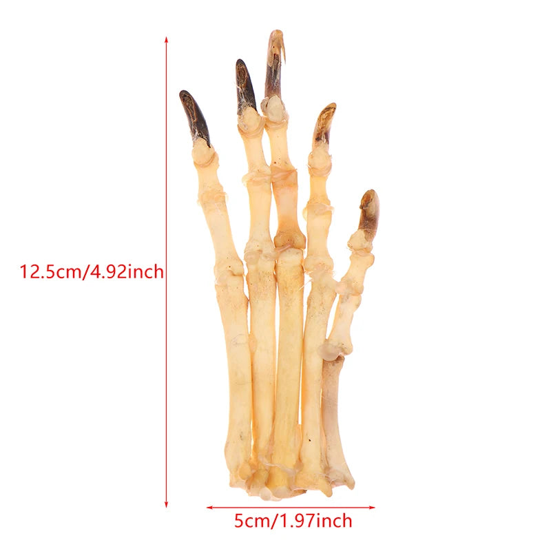Paw Bone Skeleton Specimen | Plastic Taxidermy Science Decor