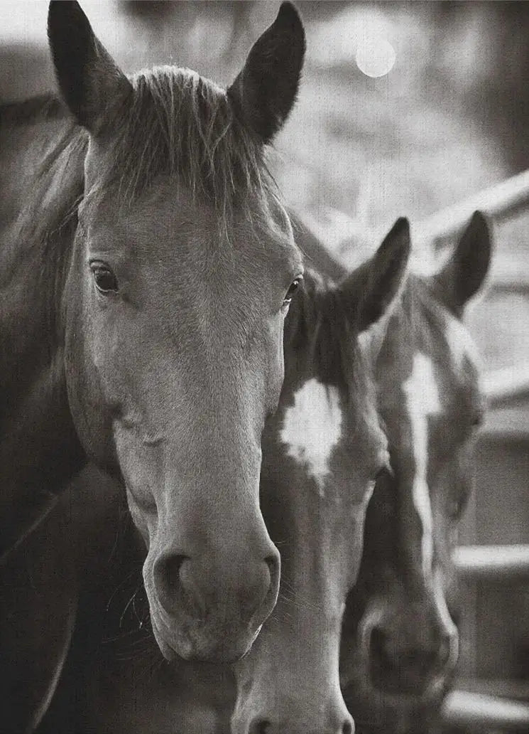 Black and White Horse Portrait Poster Print Canvas Painting Horses Running Animal Wall Picture for Farmhouse Room Home Decor Peaceful Pleasures Health and Wellness 11 20x30cm Unframed