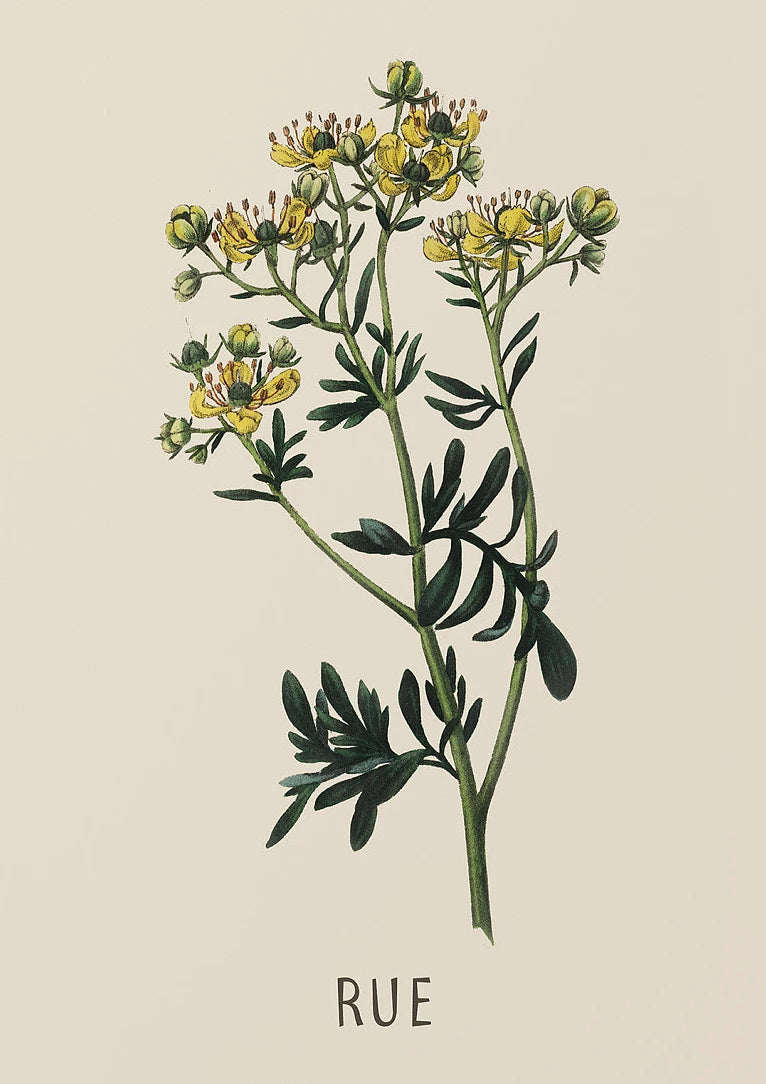 Vintage Botanical Herb & Flower Canvas Wall Art Poster Canvas Wall Art Peaceful Pleasures Health and Wellness