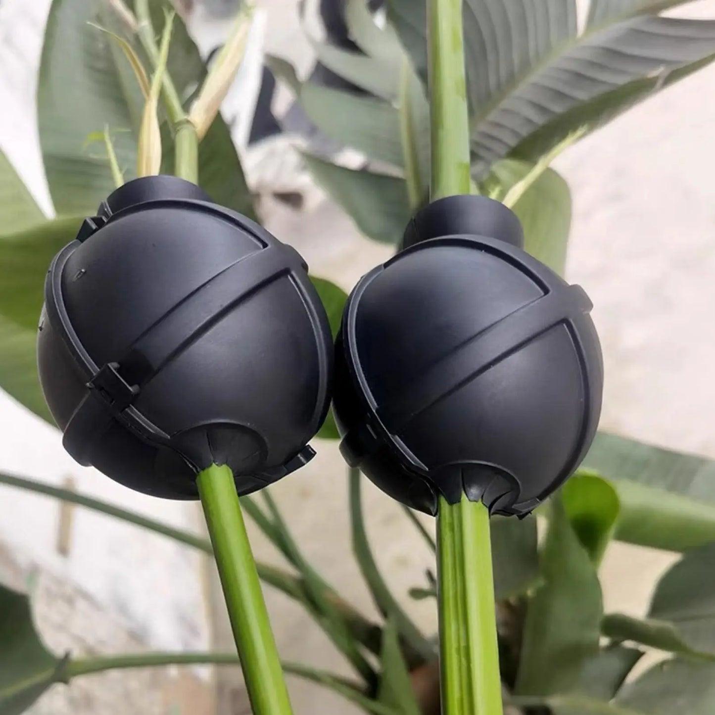 Plastic Grafting Rooting Ball | Plant Propagation Box