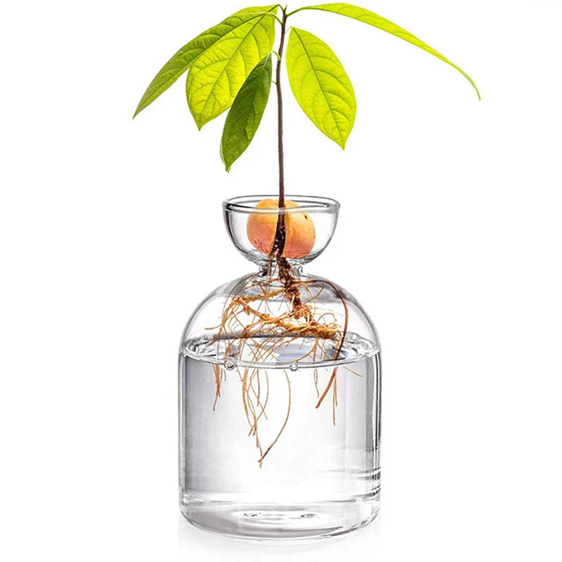 Avocado Seed Starter Glass Vase – Hydroponic Planter Kit