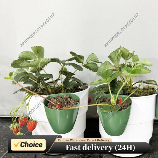 Breathable Strawberry Propagation Cups Side Hanging Root Stem Propagation Set Runner Transplanting Cup for Strawberry Runners Peaceful Pleasures Health and Wellness