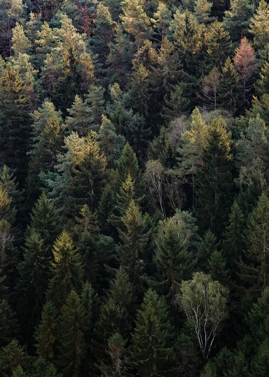 Dark Green Forest Foggy Mountain Canvas Wall Art | Nature Print