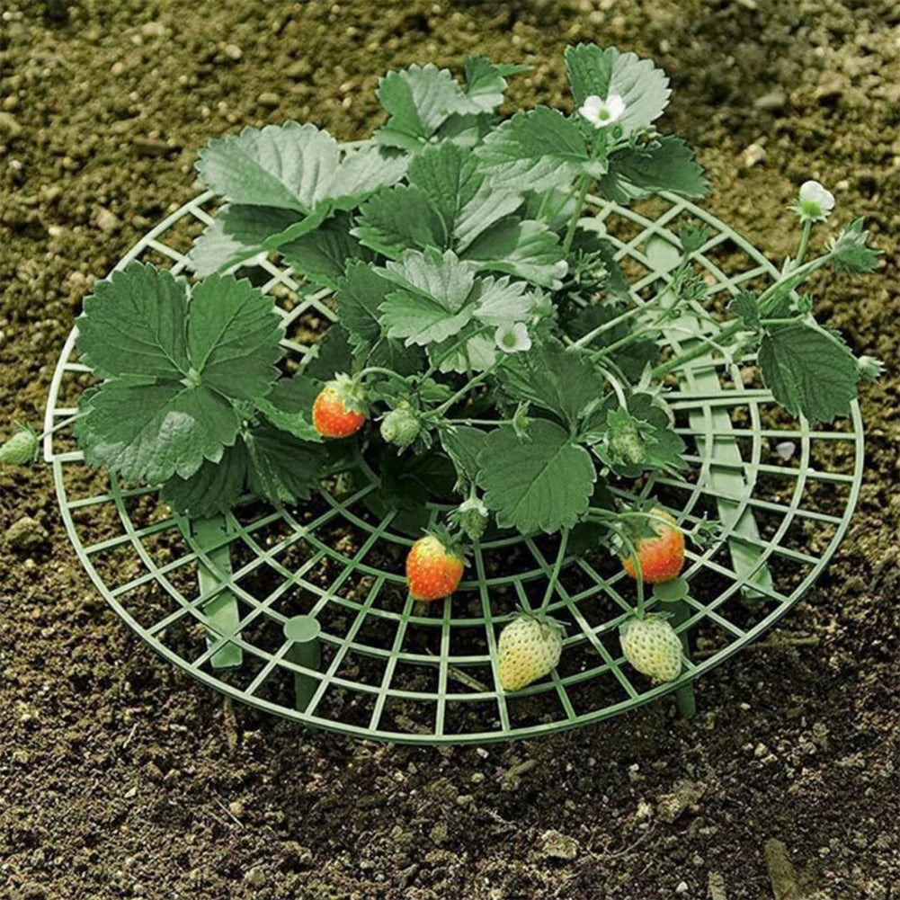 Strawberry Plant Support Stands – Elevated Fruit Rack, 10pc Peaceful Pleasures Health and Wellness