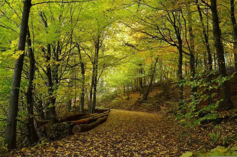 Dark Green Forest Fog Mountain Canvas Wall Art | Nature Poster