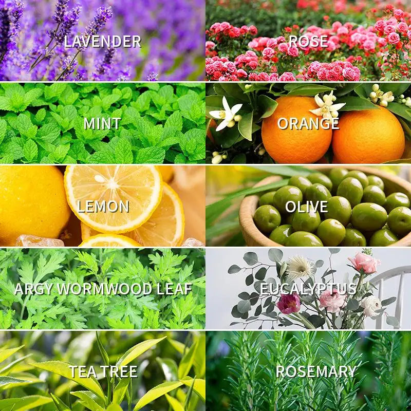 10ml Pure Essential Oils – Lavender, Eucalyptus & More