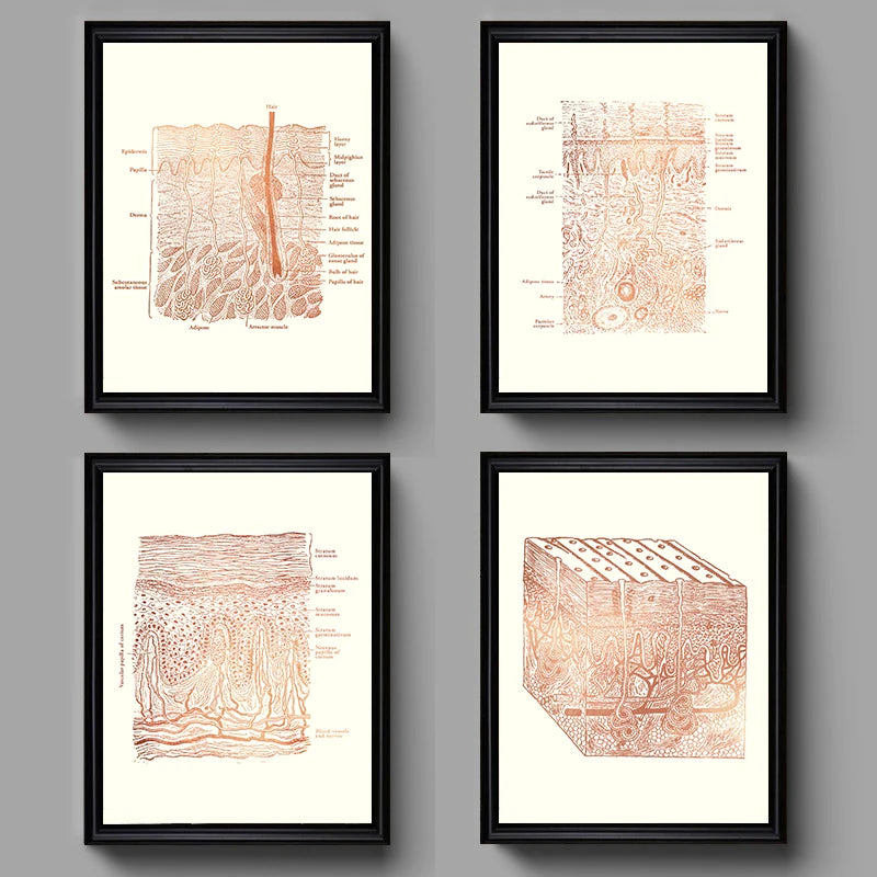 Skin Anatomy Canvas Wall Art | Esthetician & Spa Poster