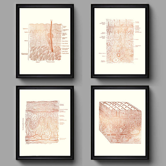 Skin Anatomy Canvas Wall Art | Esthetician & Spa Poster Canvas Wall Art Peaceful Pleasures Health and Wellness