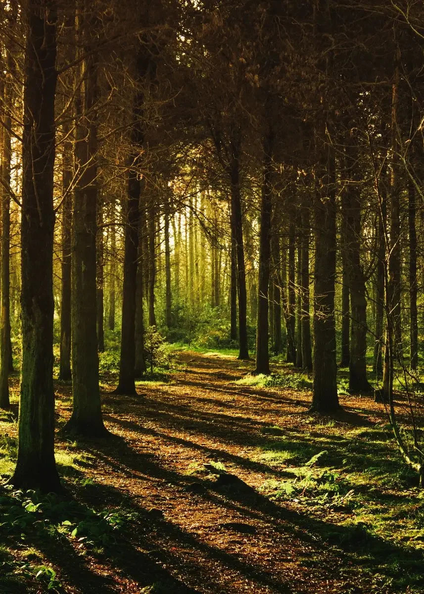 Dark Green Forest Foggy Mountain Canvas Wall Art | Nature Print