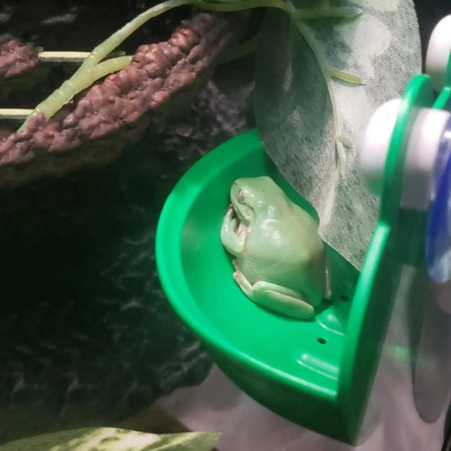 Frog Habitat Suction Cup Basking Platform | Reptile Tank Decor
