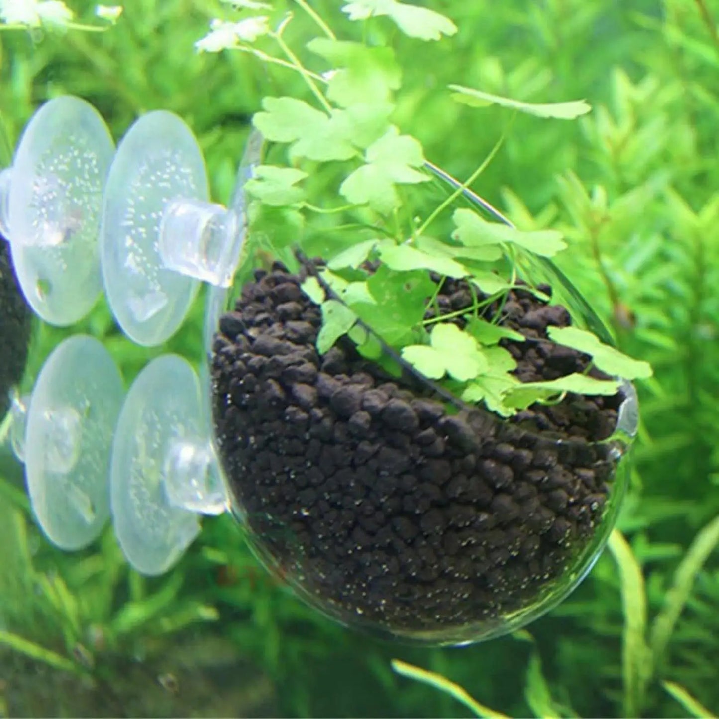 Aquarium Glass Plant Pot with Suction Cups | Fish Tank Planter