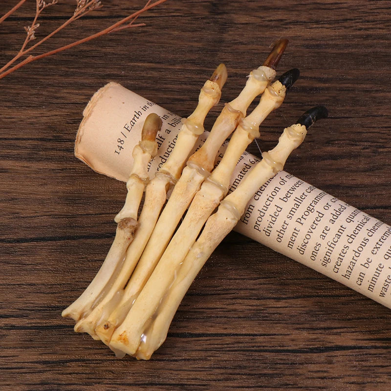 Paw Bone Skeleton Specimen | Plastic Taxidermy Science Decor