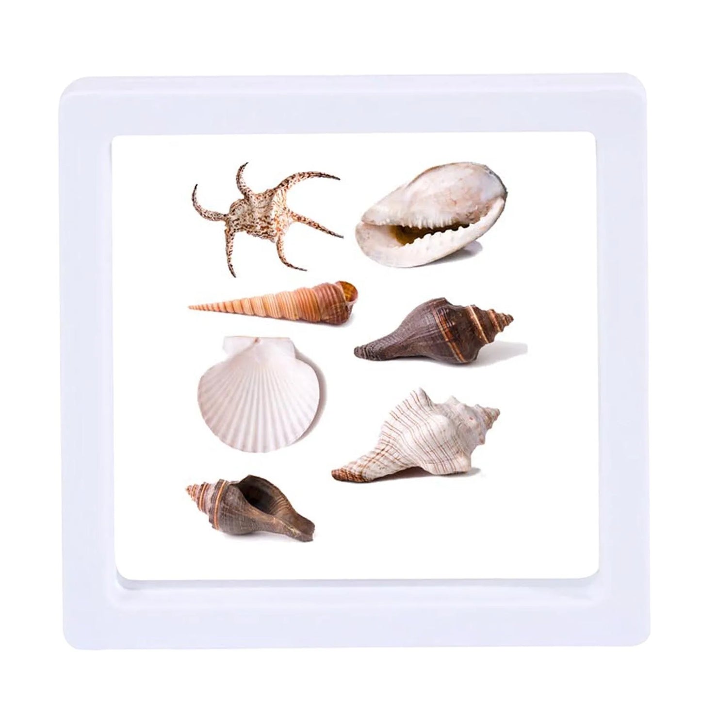 3D Floating Seashell Display Box Small Craft Organizers Display Case for Home Display Cabinet Showcase Peaceful Pleasures Health and Wellness White