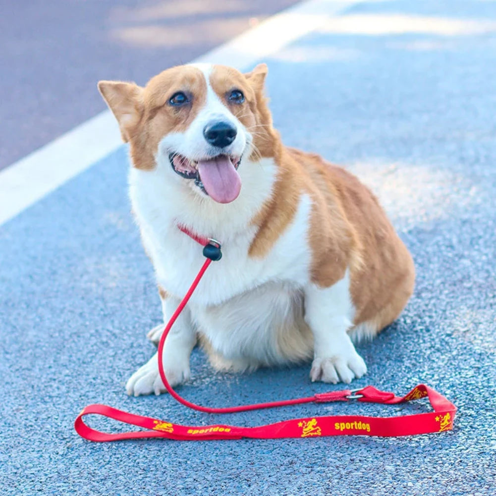 2-in-1 Slip Lead Dog Training Leash & Collar | 150cm Nylon