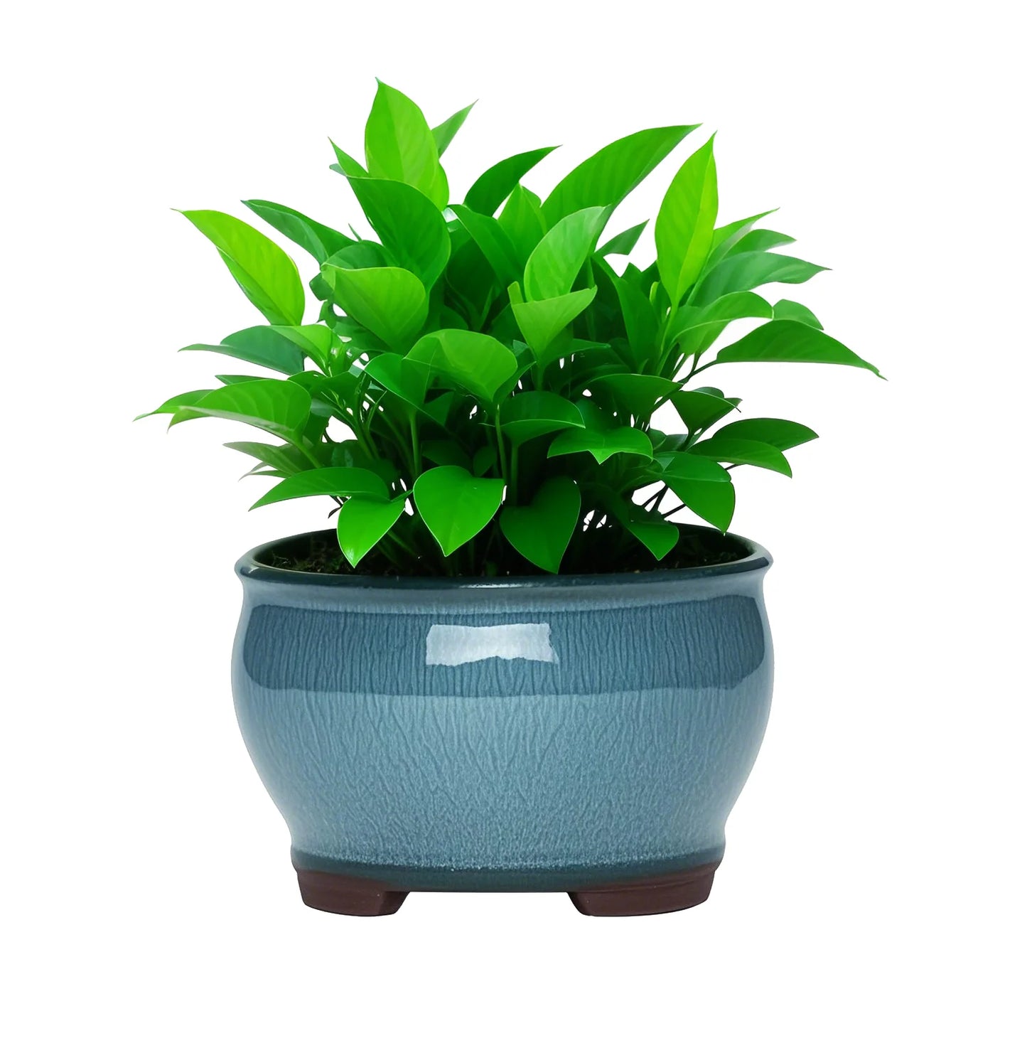 Ceramic Garden Planter Pots Ceramic Plant Pots with Drainage Holes for Indoor Flowers Cactus Herbs Aloes Peaceful Pleasures Health and Wellness
