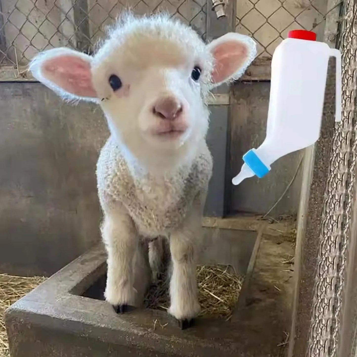 800ml Hanging Lamb & Calf Feeding Bottle with Scale – 2 Pack