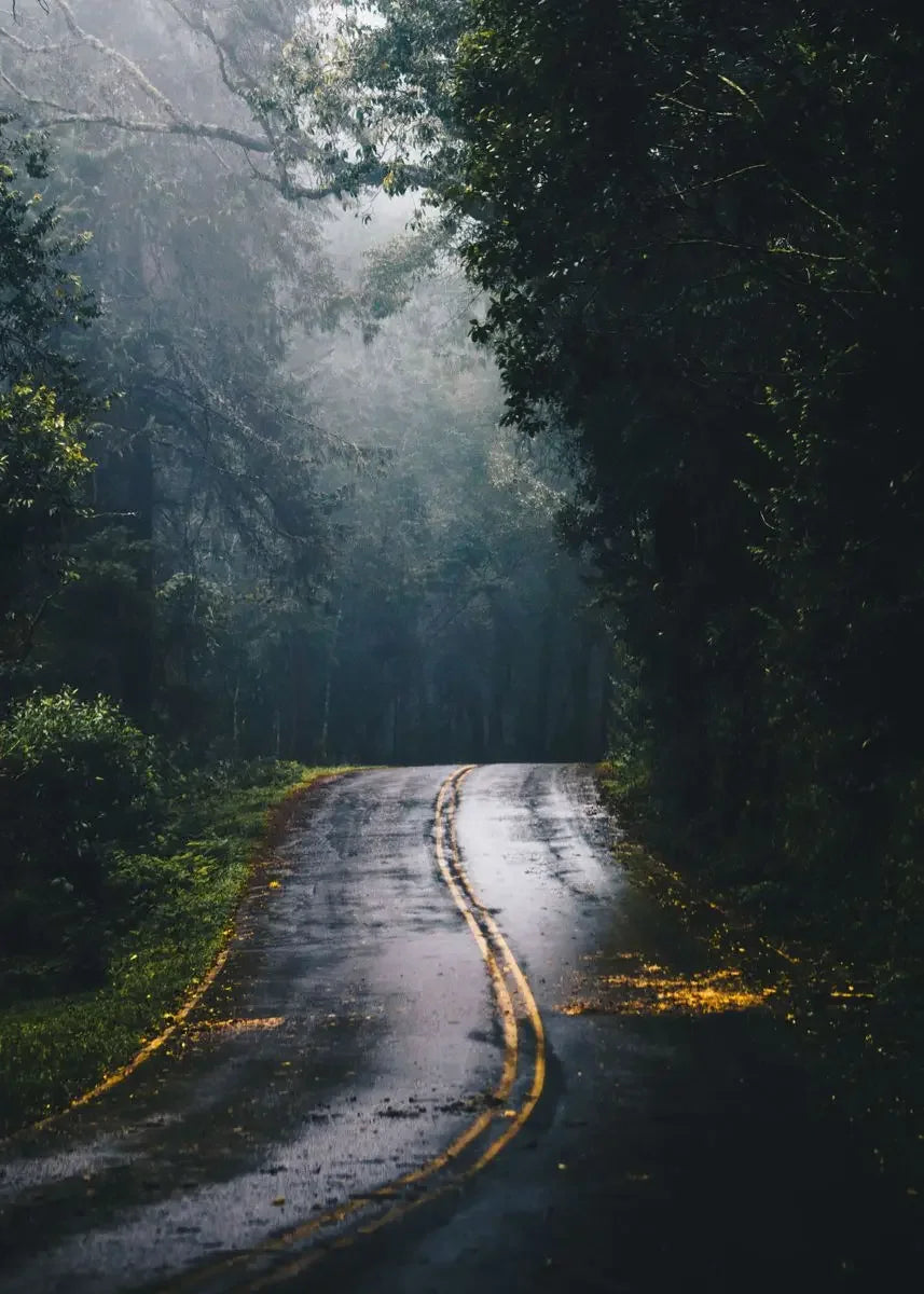Dark Green Forest Foggy Mountain Canvas Wall Art | Nature Print