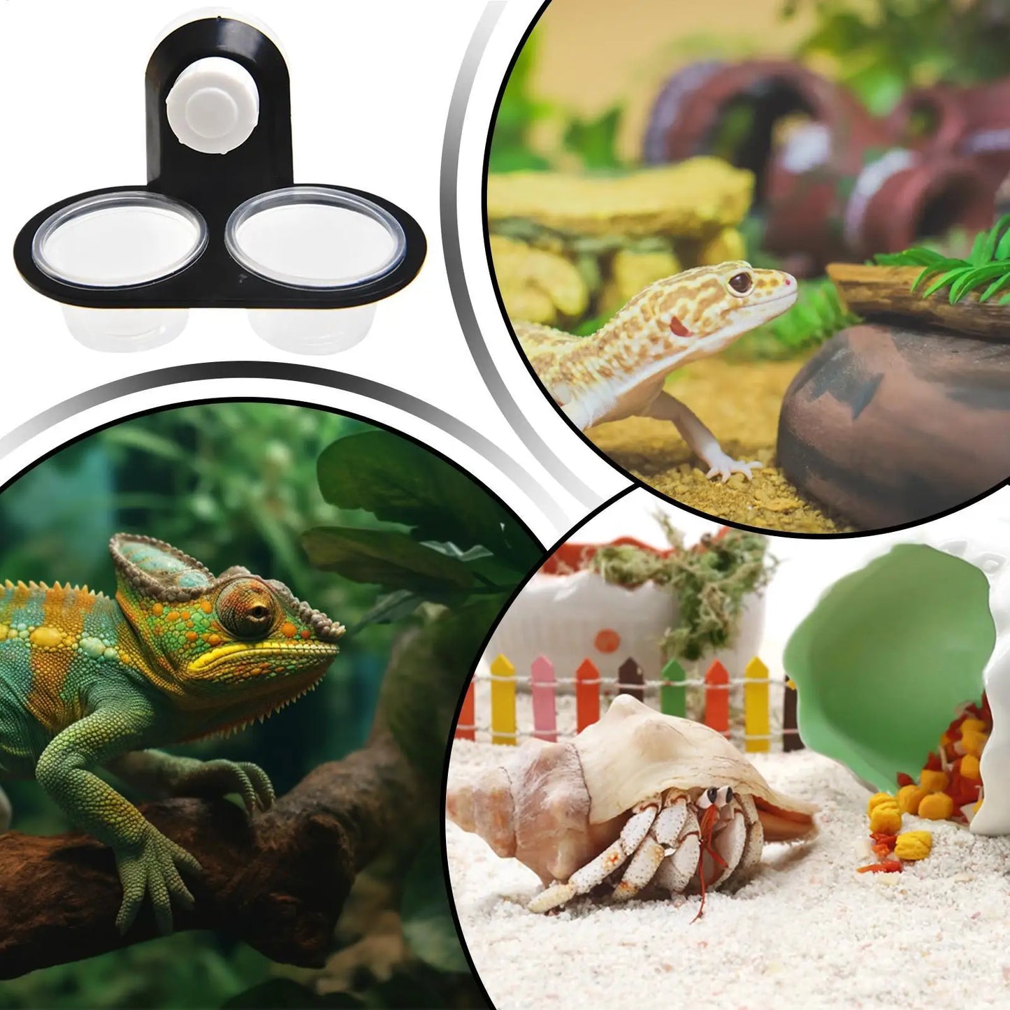 Reptile Feeding Dish & 4-Cup Dispenser Tray | Gecko, Lizard & More