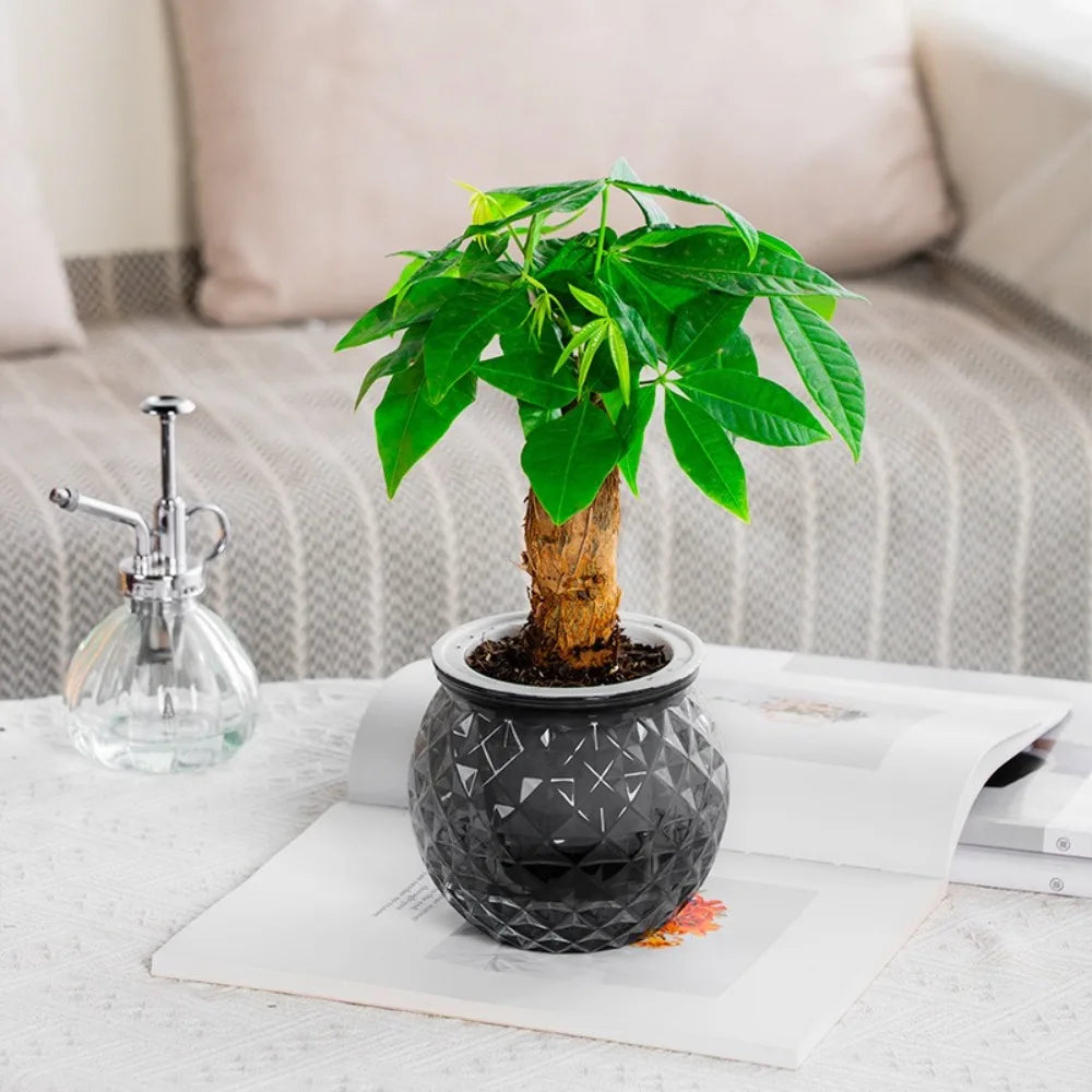 New Self Watering Hydroponic Plants Pot Plastic Removable Flowerpot Mini Succulent Planter Tabletop Vase Peaceful Pleasures Health and Wellness