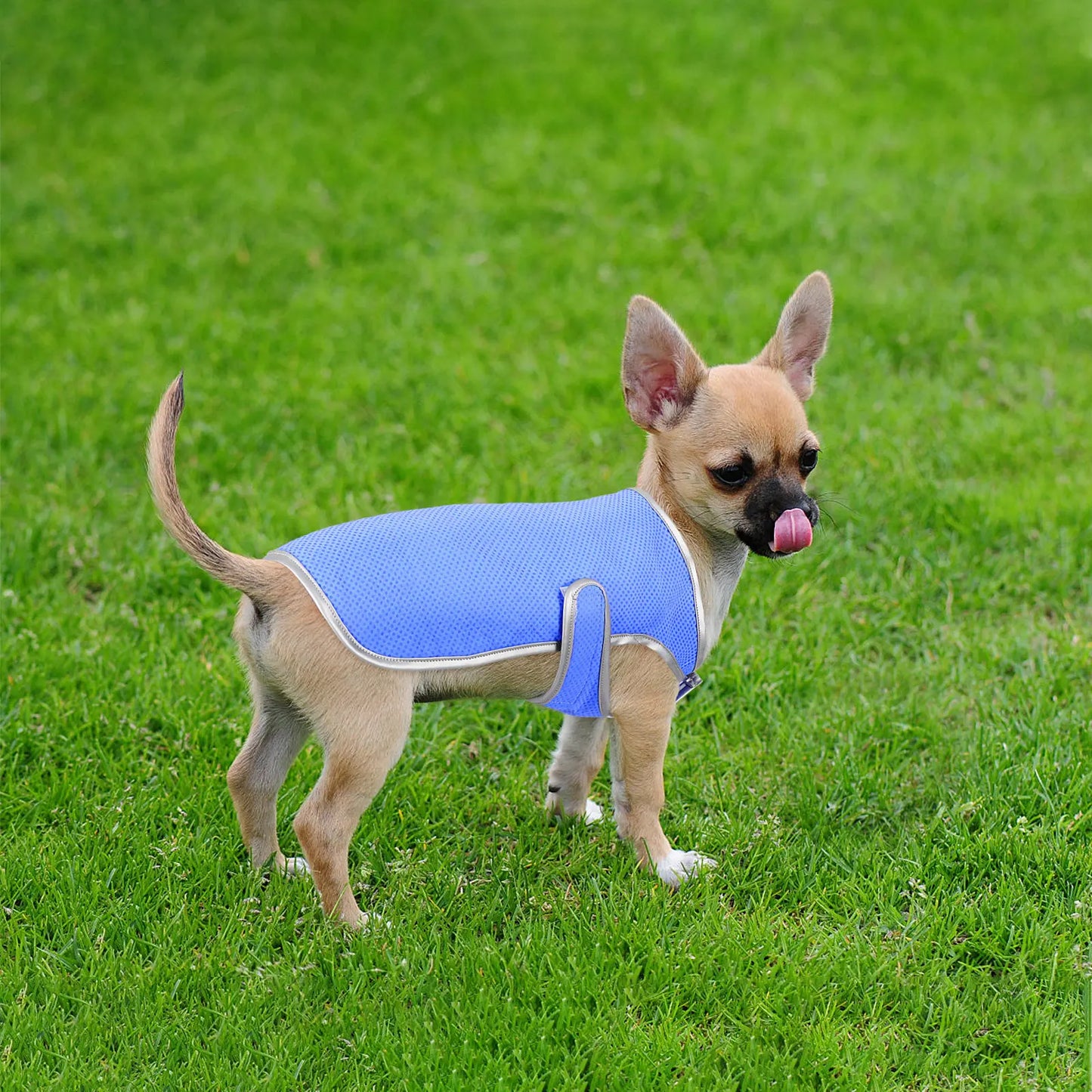 Dog Cooling Vest Puppy Cooling Waistcoat Size S Lightweight Pva Technology Comfortable Breathable Pet Supply Shirt Peaceful Pleasures Health and Wellness