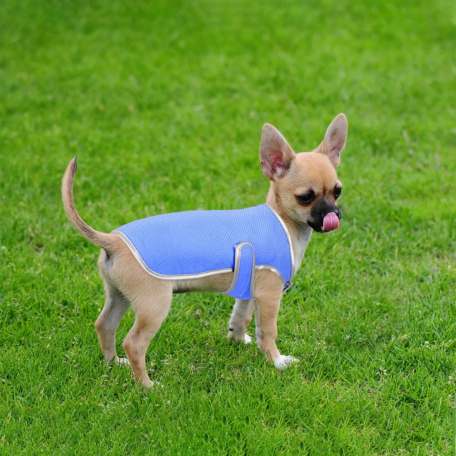 Dog Cooling Vest Puppy Cooling Waistcoat Size S Lightweight Pva Technology Comfortable Breathable Pet Supply Shirt Peaceful Pleasures Health and Wellness