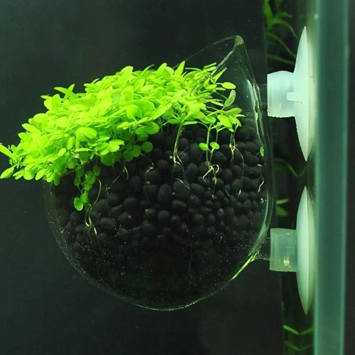 Aquarium Glass Plant Pot with Suction Cups | Fish Tank Planter