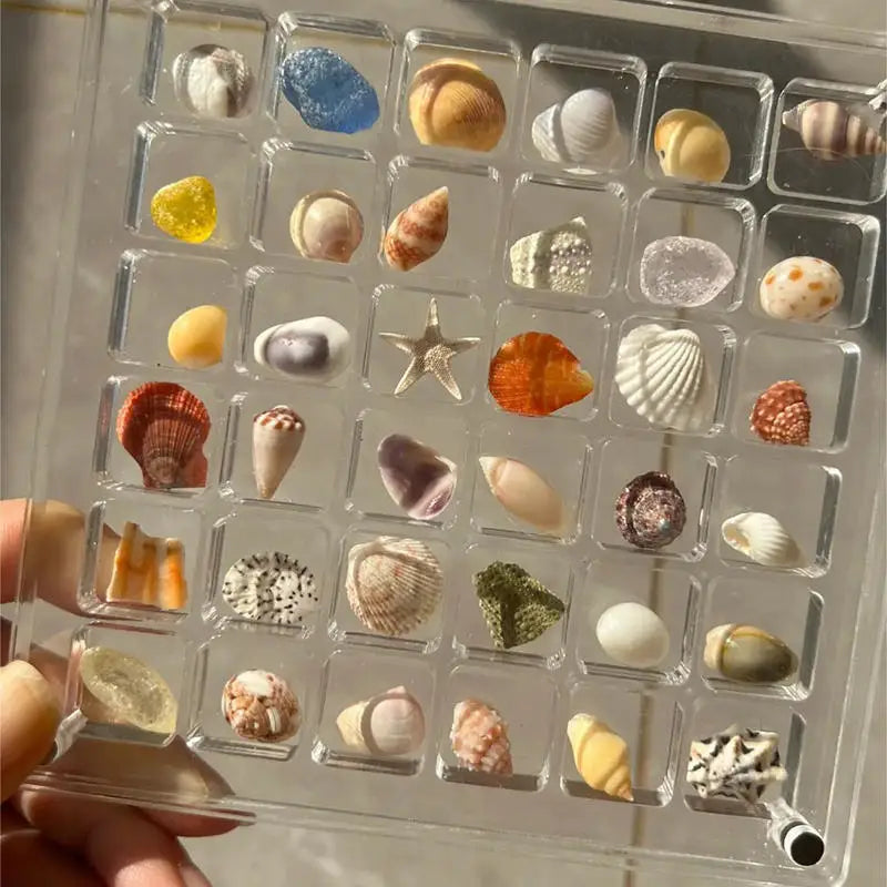 Small Shell Storage Box Mini Conch Micro Shell Specimen Collection High Transparency Box Acrylic Storage Box Peaceful Pleasures Health and Wellness