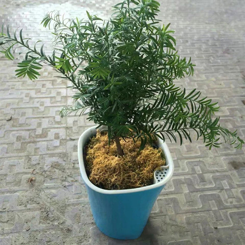 Mini Self-Watering Planter Pot | Indoor Garden Plant Pot