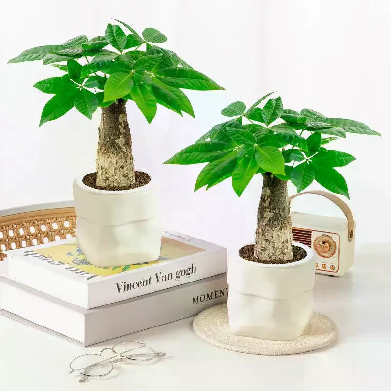 Mini Self-Watering Planter Pot | Fish Tank Vase Home Decor