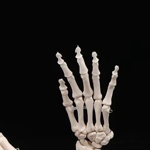 Anatomical Hand & Foot Skeleton Model – Movable Joints PVC