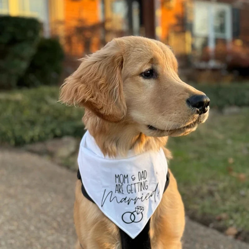 Dog Wedding Bandana – Mom & Dad Are Getting Married Pet Scarf Dog Wedding Bandana Peaceful Pleasures Health and Wellness