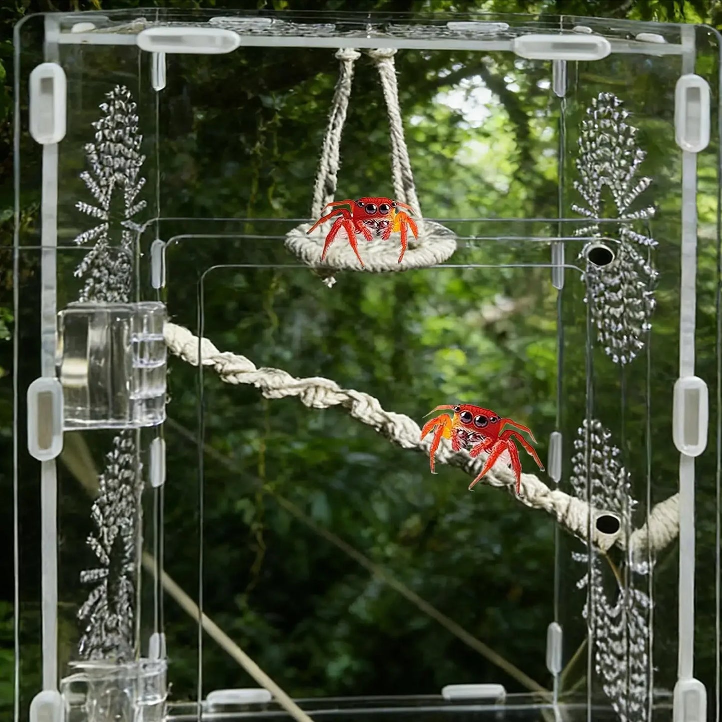 Jumping Spider Hammock & Bridge Climbing Set | Gecko Habitat