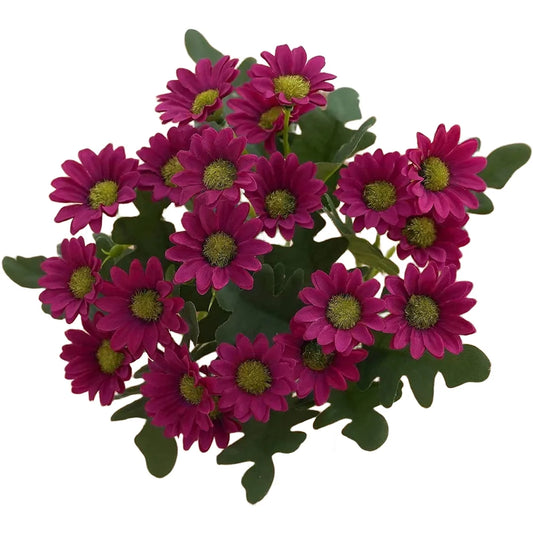 Autumn Silk Artificial Chamomile Daisy Flowers Home Garden Wedding Peaceful Pleasures Health and Wellness Wine Red