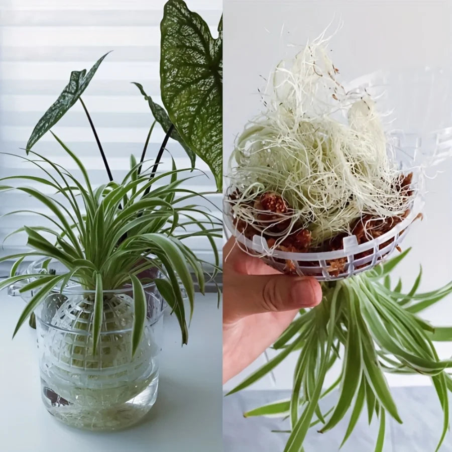 Wall-Mounted Moss Flowerpot Set for Succulents & Orchids