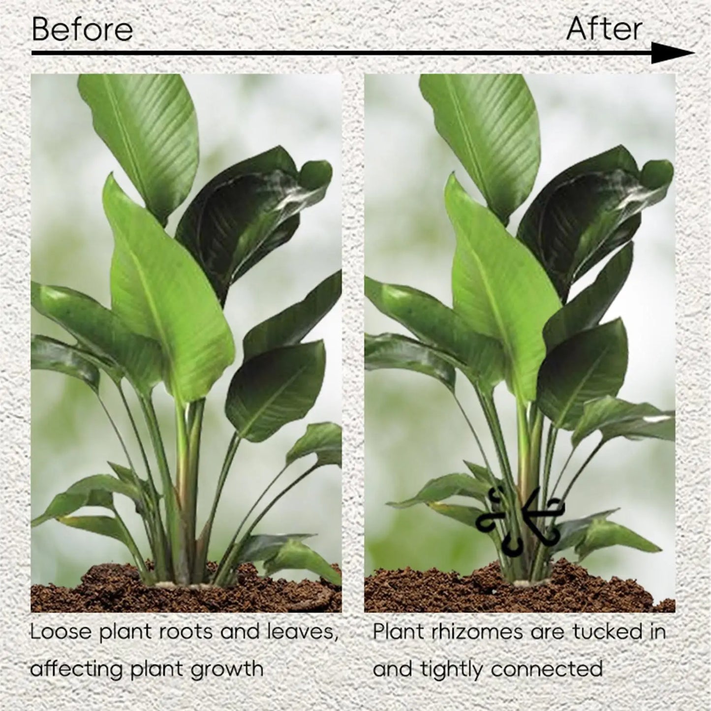 4-Pack Reusable Plant Stem Support Cages | Folding Frames