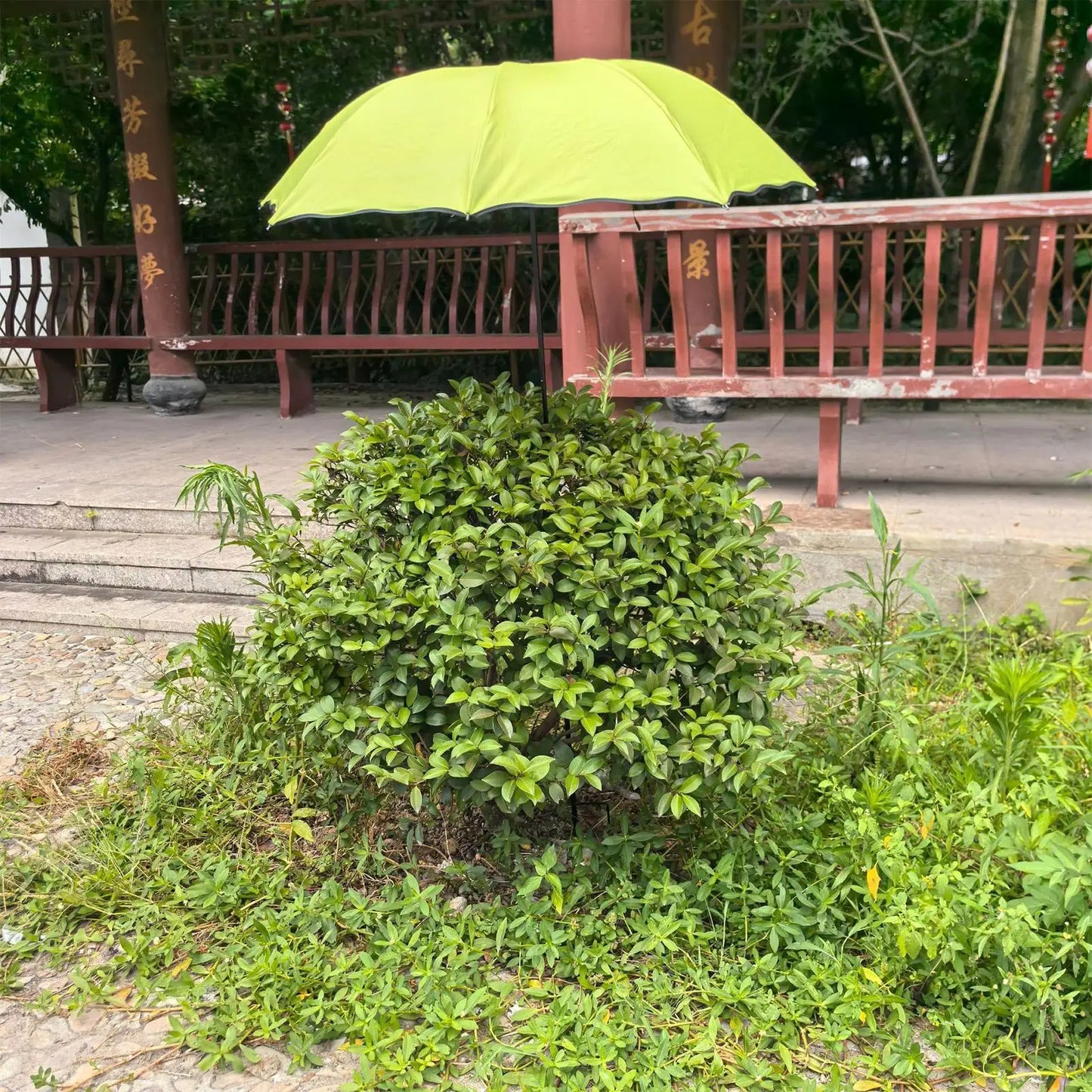 Plant Umbrella Sun Shade Parasol | Garden, Patio & Yard