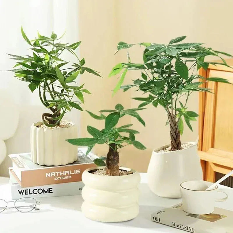Ceramic INS Style Plant Pot | Succulent & Indoor Desk Décor