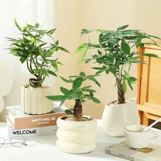 Ceramic INS Style Plant Pot | Succulent & Indoor Desk Décor Ceramic Plant Pot Peaceful Pleasures Health and Wellness