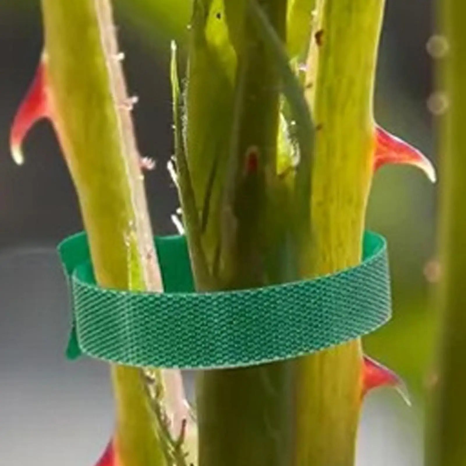 20 Packs Green Nylon Plant Ties - Garden Support Straps for Tomato, Grape Vine, Cucumber in Trellis, Greenhouse & Indoor Outdoor Peaceful Pleasures Health and Wellness